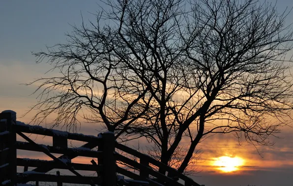 Snow, sunset, tree, the fence, Winter, the evening