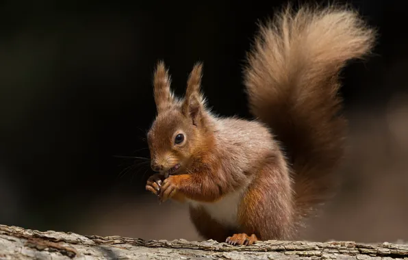 Picture the dark background, protein, log, rodent