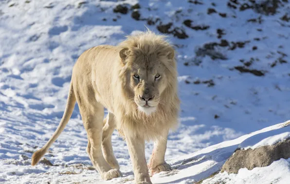 Picture face, predator, mane, wild cat, zoo, white lion
