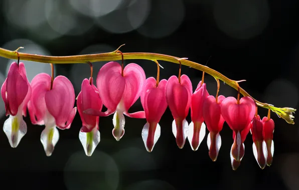 Macro, light, flowers, the dark background, sprig, hearts, pink, bokeh