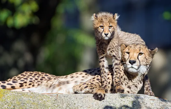 Picture light, stone, baby, pair, Cheetah, cub, mom, two