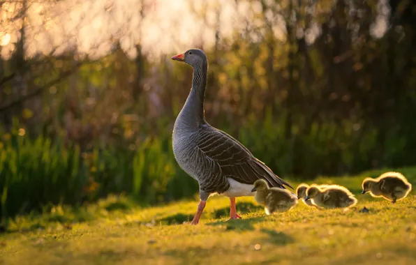Summer, grass, birds, nature, background, mom, chick, Chicks