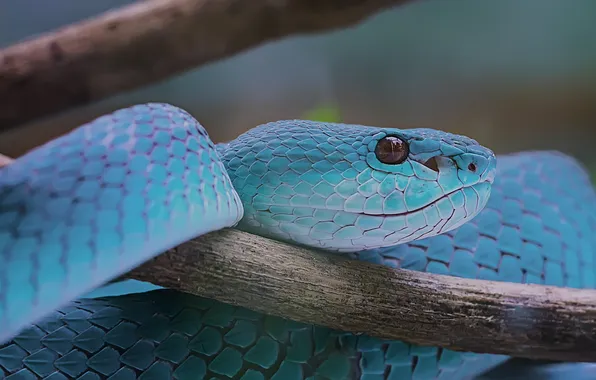 Look, branches, snake, Python, blue, AI art, neural network