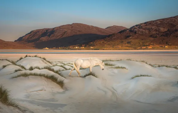 Sand, white, grass, landscape, mountains, nature, horse, hills