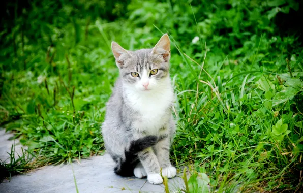 Picture cat, mustache, paws, tail, Tomcat, background., natural