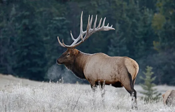 Picture nature, deer, horns