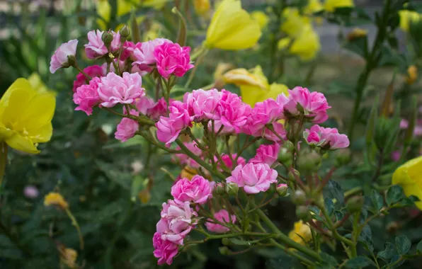 Picture Flowers, Pink roses, Pink roses