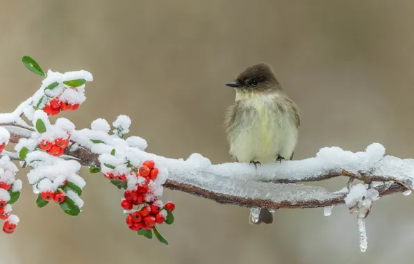Winter, snow, branches, berries, background, bird, icicles, fruit