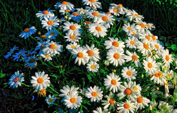 Picture chamomile, flowerbed, a lot