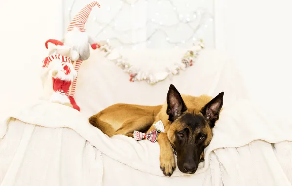 Picture holiday, toys, new year, Christmas, dog, gifts, shepherd, Malinois