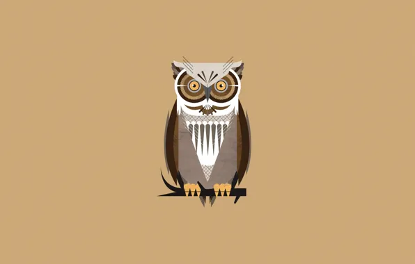 Animal, owl, bird