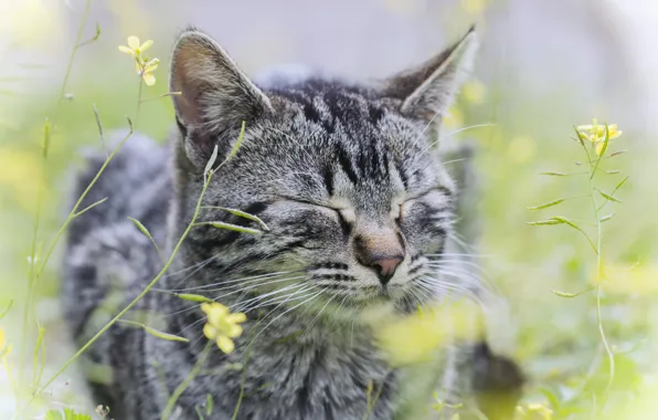 Picture cat, grass, cat, flowers, grey, striped