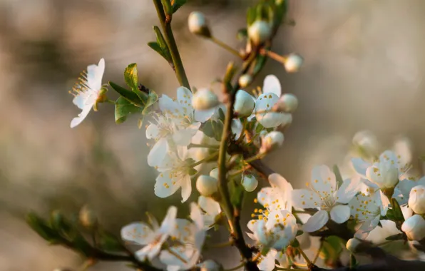 Flowers, nature, branch, spring, flowering