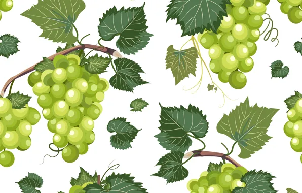 Picture background, grapes, vine