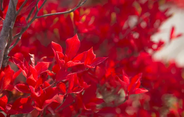 Leaves, trees, branches, paint