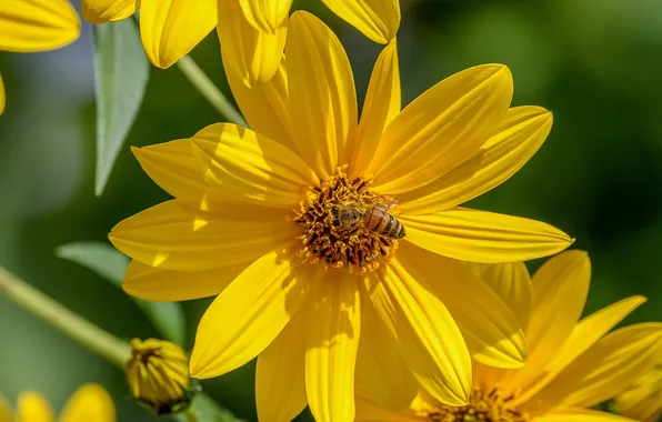 Macro, bee, petals, insect, Jerusalem artichoke