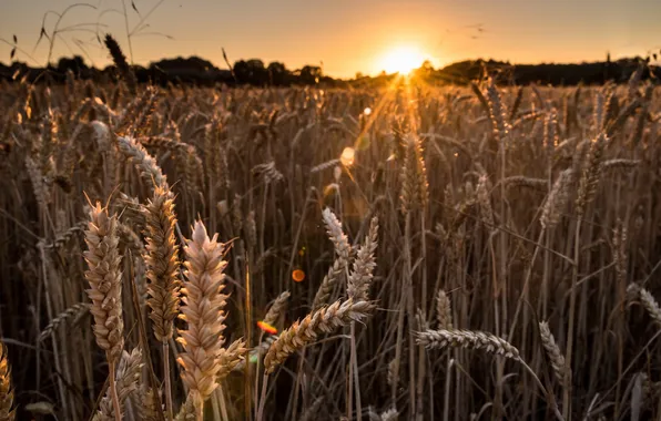 Picture field, sunset, ears
