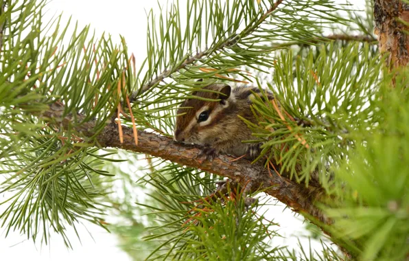 Sprig, Spruce, Russia, Kogalym, Squirrel