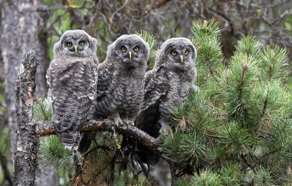 Picture birds, branch, owls, trio, pine, Trinity, Great grey owl