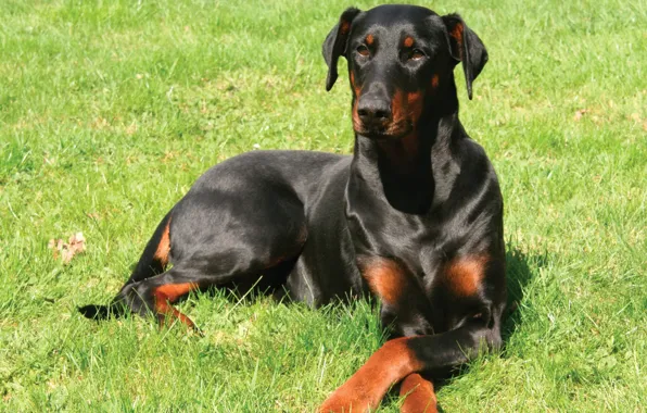 Picture grass, ears, Doberman, elegant