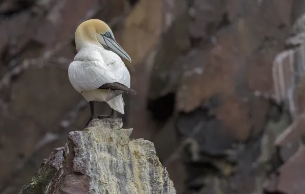 Nature, bird, stone, Gannet, DUELL ©