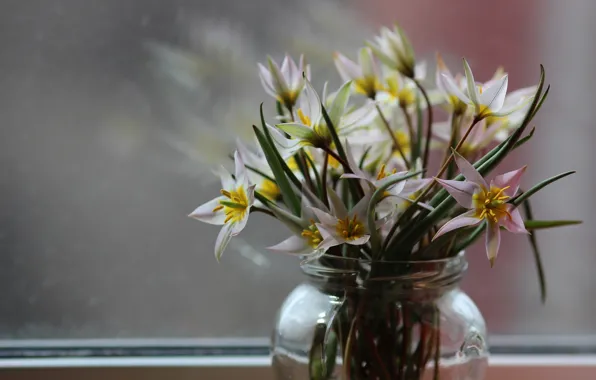 Background, window, snowdrops