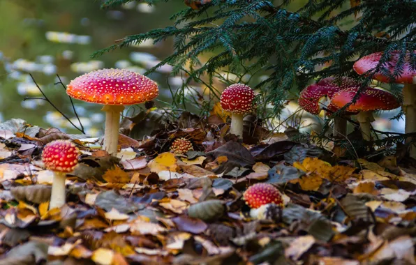 Autumn, forest, branches, glade, foliage, mushrooms, Amanita, needles