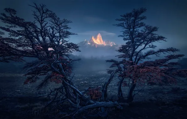 Picture trees, mountains, South America, Patagonia