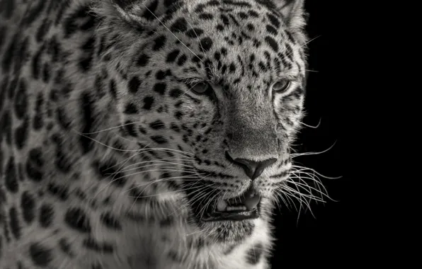 Face, predator, leopard