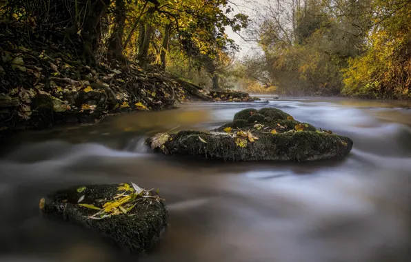 Autumn, forest, leaves, river, stones