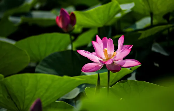 Buds, flowers, the dark background, light, leaves, pond, petals, greens