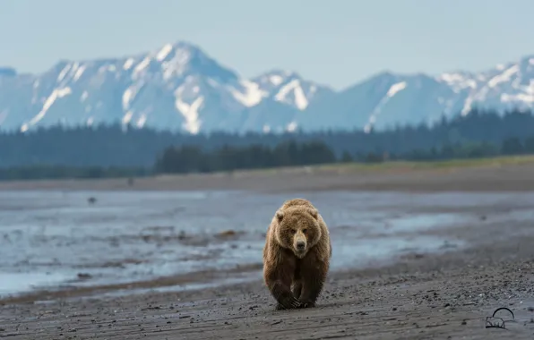 Beach, mountains, bear, bear, Alaska