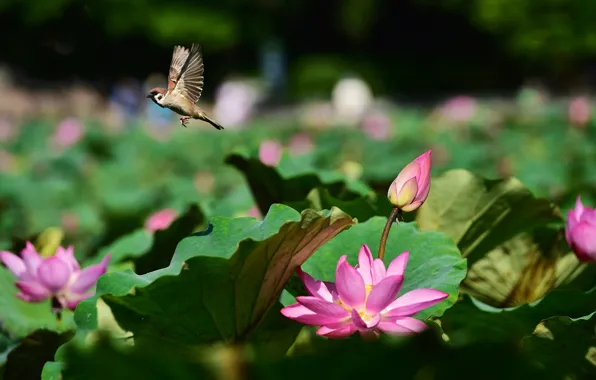 Flower, leaves, flight, flowers, nature, lake, pond, background