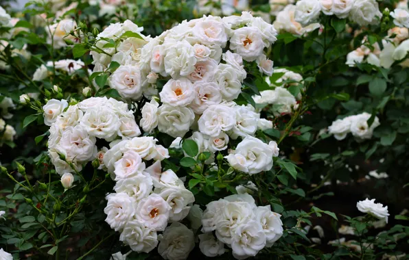 Picture white, roses, the bushes