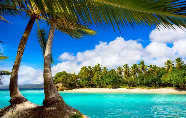 Picture sea, beach, tropics, palm trees, summer, beach, sea, ocean, paradise, vacation, palms, tropical