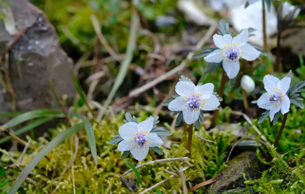Picture flowers, nature, spring