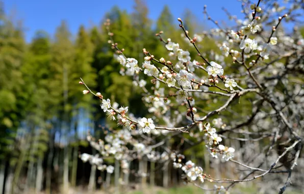 Picture flowers, tree, spring, Sunny, flowering