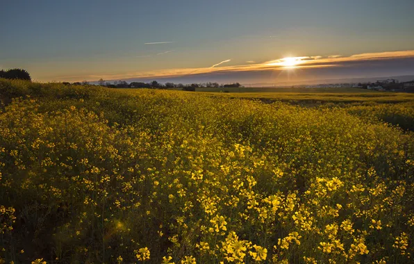 The sky, the sun, sunset, flowers, spring, dal, meadow, space