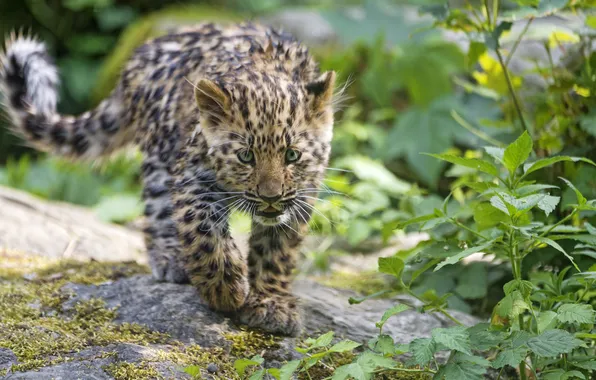 Cat, look, leopard, cub, kitty, Amur, ©Tambako The Jaguar