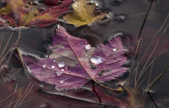 Autumn, leaves, nature