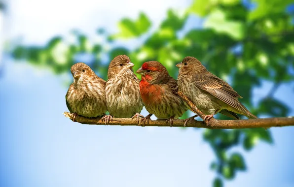 The sky, branches, nature, bird