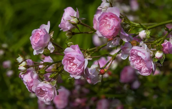 Branches, roses, buds