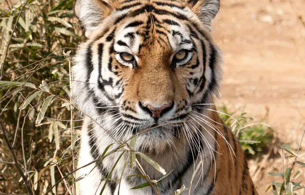 Cat, look, face, tiger