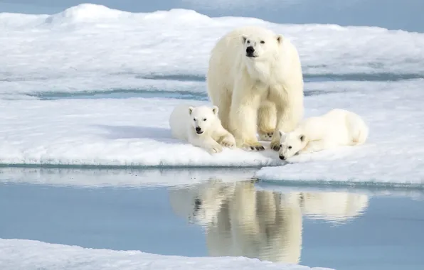 Picture ice, bears, polar bear, Antarctica