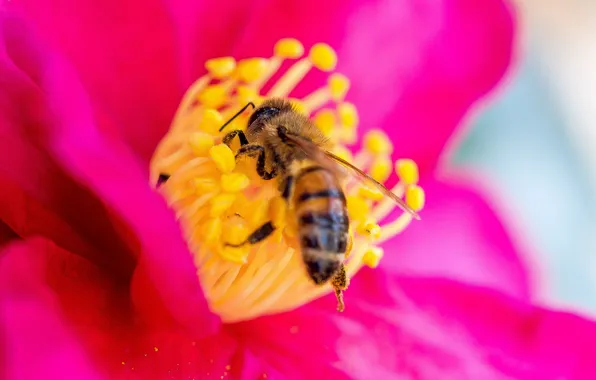 Picture flower, bee, petals, insect