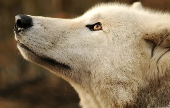 White, animals, wildlife, mammal, carnivore, gray wolf