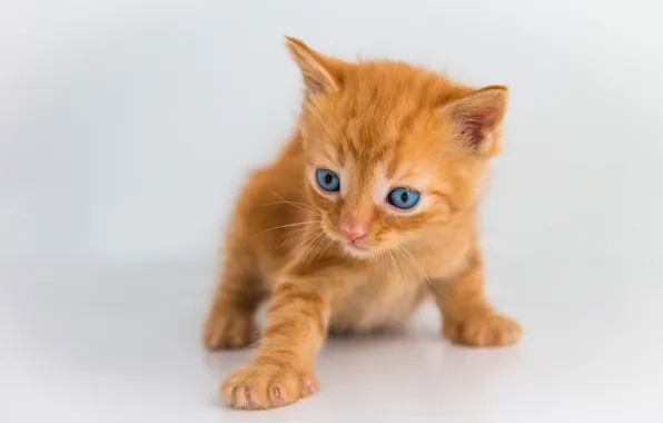 Cat, pose, baby, red, kitty, sitting, light background, blue-eyed