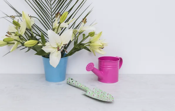 Lake, blade, Lily, The palm leaf