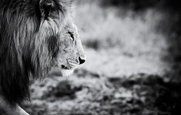 Animal, Leo, black and white, animals, lion