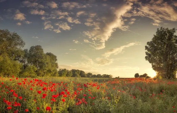 Picture field, summer, Maki